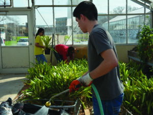 Student watering in greenhouse