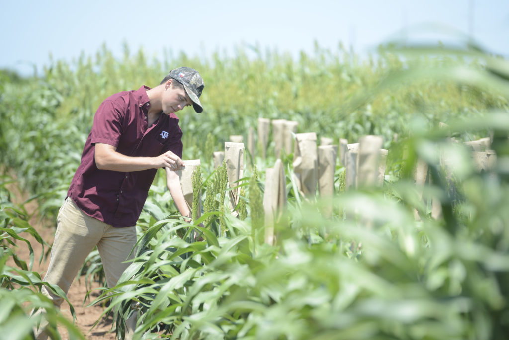 Plant Breeding Minor - College Of Agriculture & Life Sciences