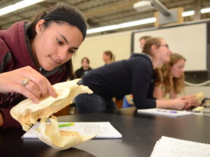 Student examining skull