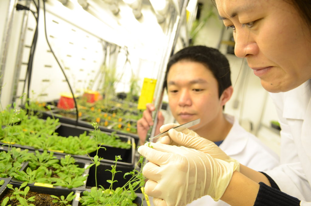 research associate plant pathology