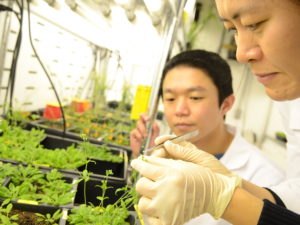 Professor and student examining plant