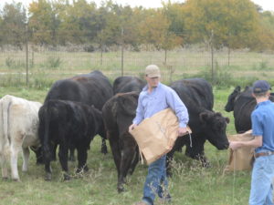 Students feeding cattle