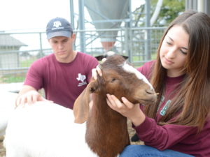 Students in pen with goat
