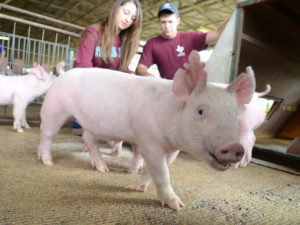 Students with pigs