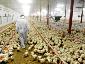 Worker walking through chicken flock