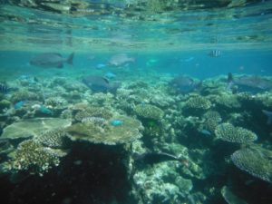 Coral reef