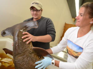 Student and professor looking at hammerhead shark specimen