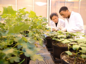Student and professor examining plant