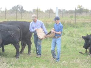 Two students feeding beef cattle