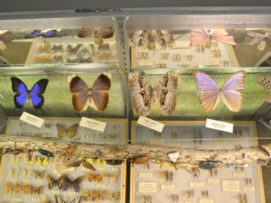 Display case with insect specimen inside