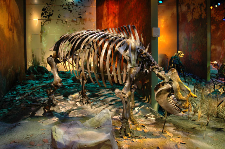 Prehistoric rhino skeleton on display