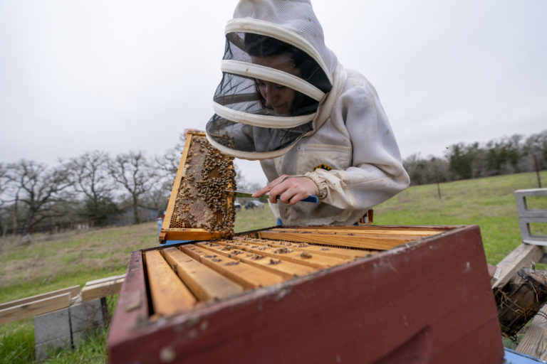 Woman examining honeybees