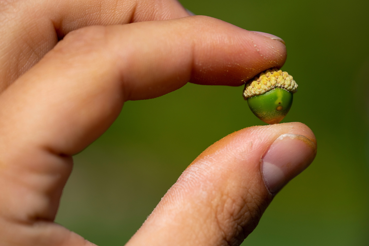 Fingers holding green acorn