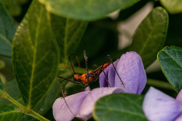 Orange bug with long black legs sitting on purple flower