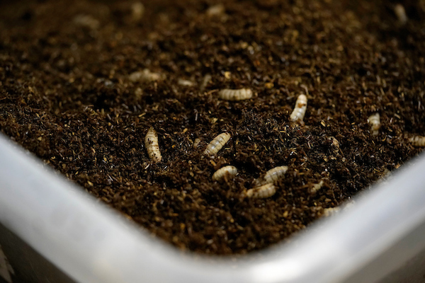 Larvae in bin of soil
