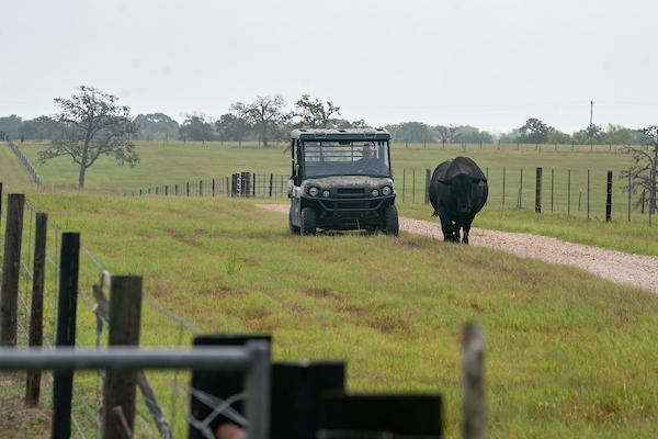 Person driving UTV near cow in field