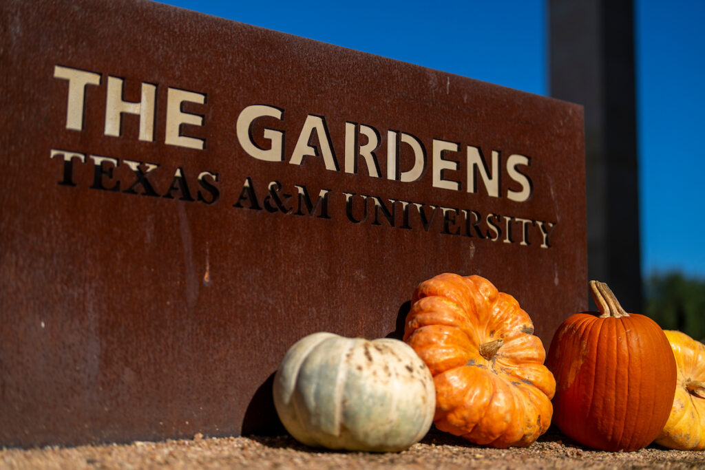 Pumpkins at the entrance to The Gardens at Texas A&M University